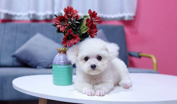 Chó Poodle Màu Trắng Size Tinytoy Cái Mã PD226