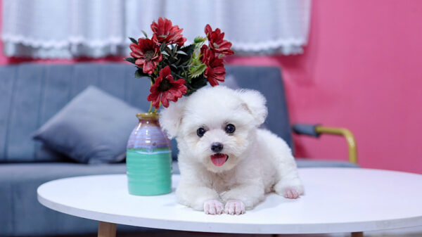 Chó Poodle Màu Trắng Size Tinytoy Cái Mã PD226