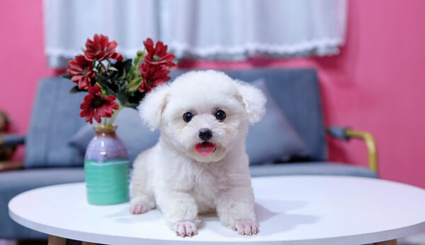 Chó Poodle Màu Trắng Size Tinytoy Cái Mã PD226