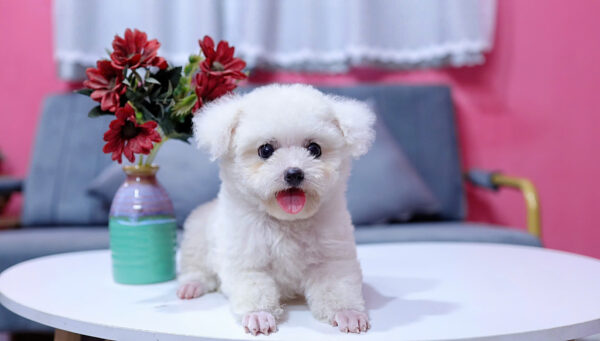 Chó Poodle Màu Trắng Size Tinytoy Cái Mã PD226