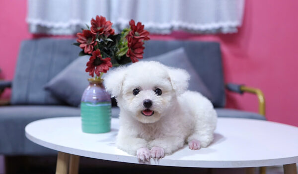 Chó Poodle Màu Trắng Size Tinytoy Cái Mã PD226