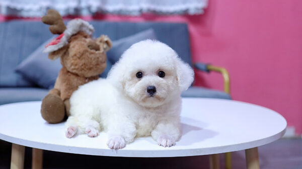 Chó Poodle Màu Trắng Size Toy Cái Mã PD227