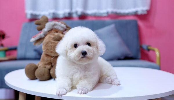 Chó Poodle Màu Trắng Size Toy Cái Mã PD227