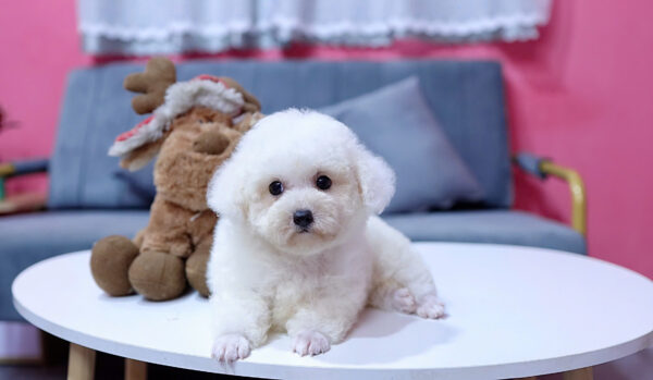 Chó Poodle Màu Trắng Size Toy Cái Mã PD227