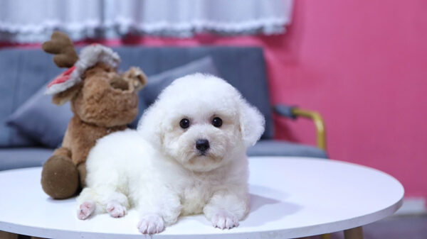 Chó Poodle Màu Trắng Size Toy Cái Mã PD227