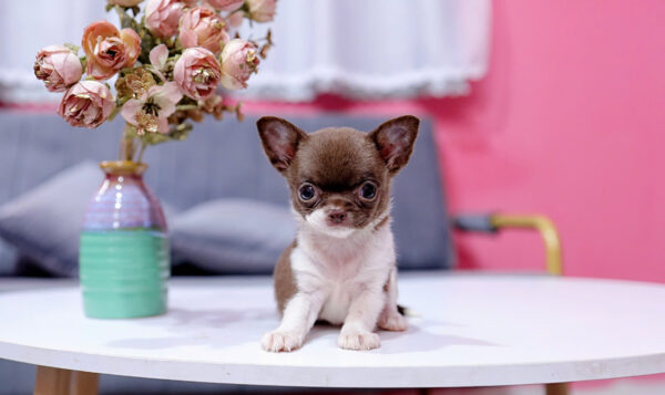 Chó Chihuahua Màu Bichoco Cái Mã CH228
