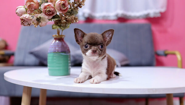 Chó Chihuahua Màu Bichoco Cái Mã CH228