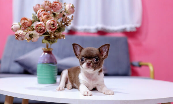 Chó Chihuahua Màu Bichoco Cái Mã CH228