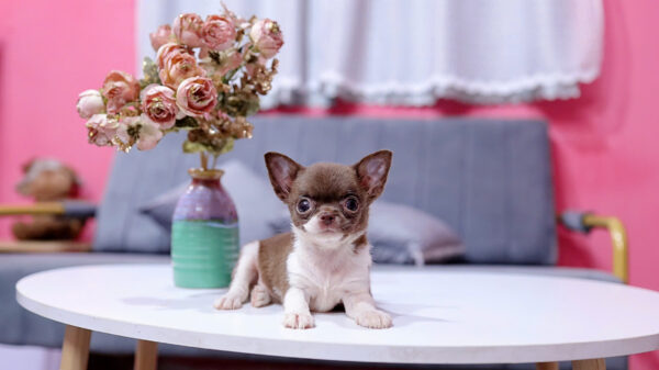 Chó Chihuahua Màu Bichoco Cái Mã CH228