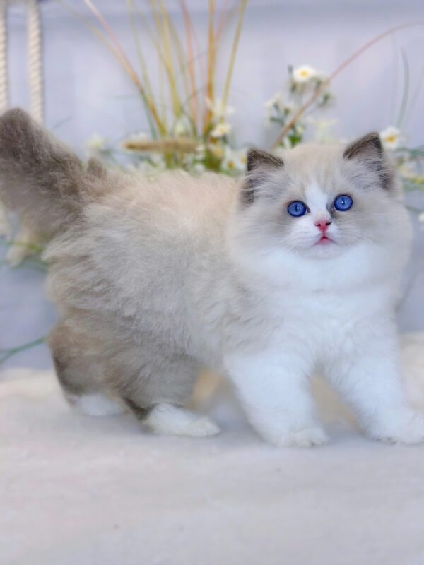 Mèo Ragdoll Nhập Khẩu Trung Quốc Cái Mã RD229