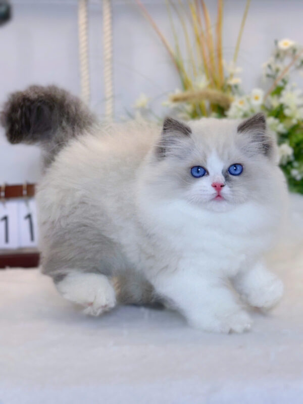 Mèo Ragdoll Nhập Khẩu Trung Quốc Cái Mã RD229
