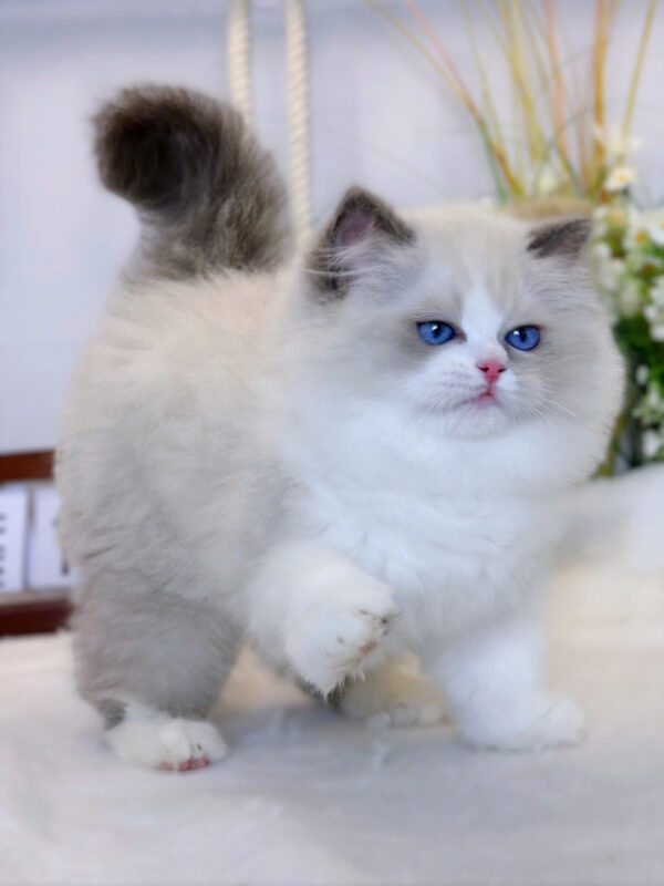 Mèo Ragdoll Nhập Khẩu Trung Quốc Cái Mã RD229
