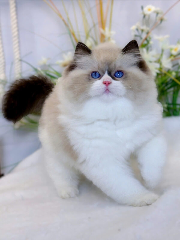 Mèo Ragdoll Nhập Khẩu Trung Quốc Đực Mã RD230
