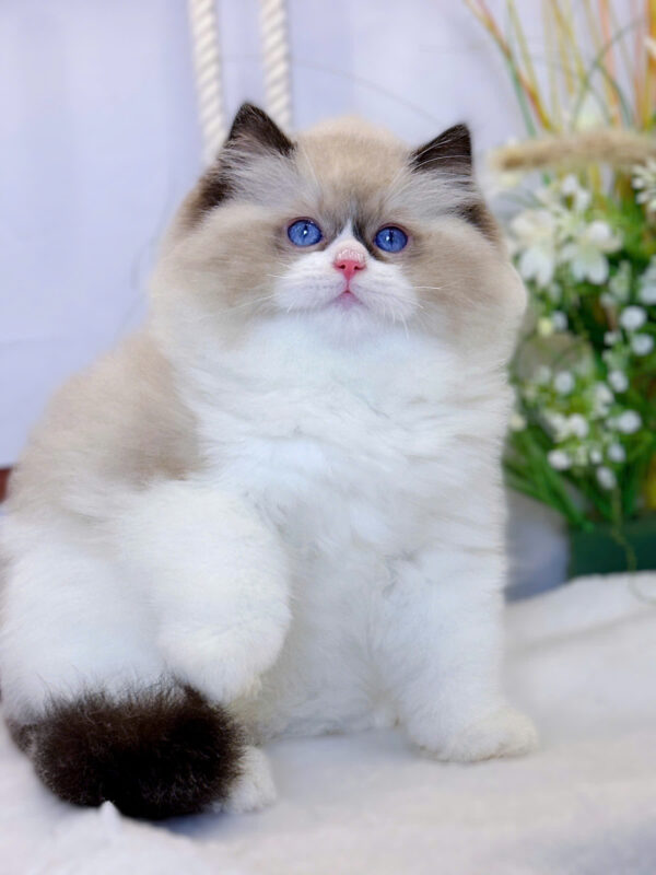Mèo Ragdoll Nhập Khẩu Trung Quốc Đực Mã RD230