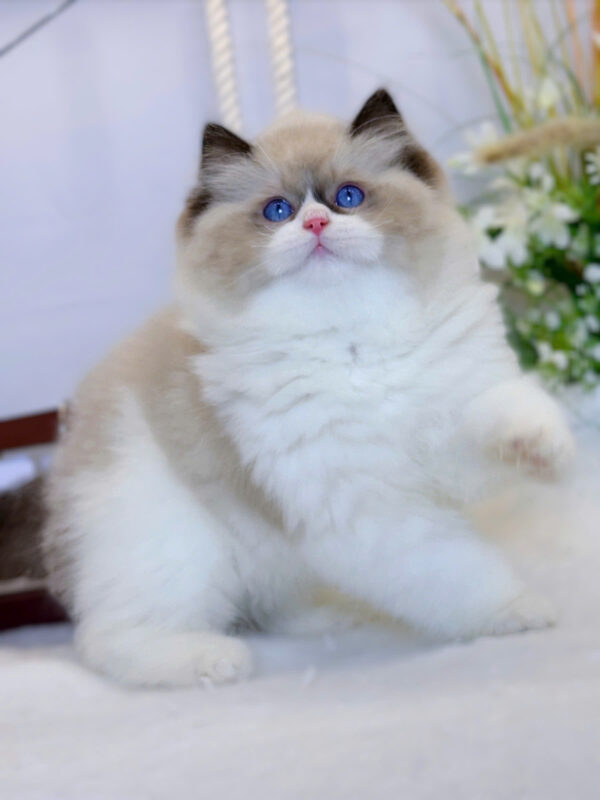 Mèo Ragdoll Nhập Khẩu Trung Quốc Đực Mã RD230