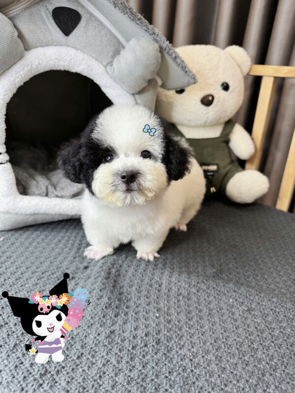Chó Poodle Bò Sữa Đực Mã PD231