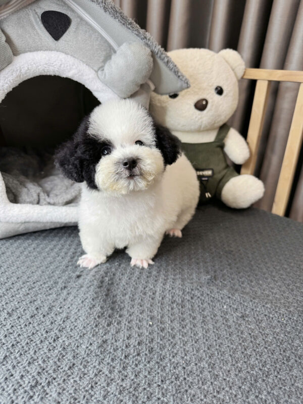 Chó Poodle Bò Sữa Đực Mã PD231