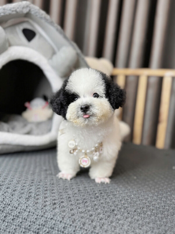 Chó Poodle Bò Sữa Đực Mã PD231