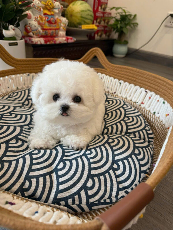 Chó Bichon Teacup Mặt Gấu Siêu Xinh Đực Mã BC234