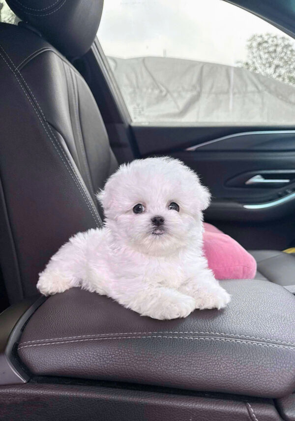 Chó Bichon Teacup Mặt Gấu Siêu Xinh Đực Mã BC234