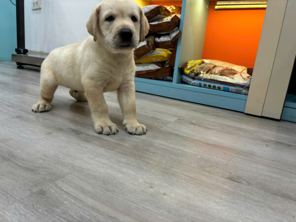 Chó Labrador Vàng Kim Đực Mã LB235