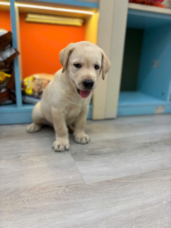 Chó Labrador Vàng Kim Đực Mã LB235