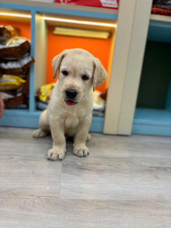 Chó Labrador Vàng Kim Đực Mã LB235