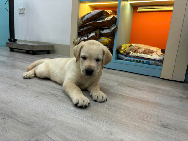Chó Labrador Vàng Kim Đực Mã LB235