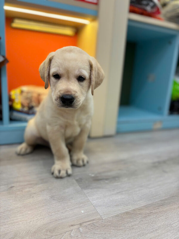 Chó Labrador Vàng Kim Đực Mã LB235