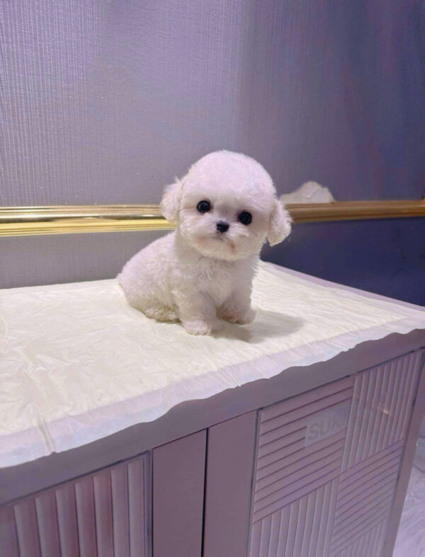 Chó Bichon Mini Cái Màu Trắng Siêu Yêu Mã BC236
