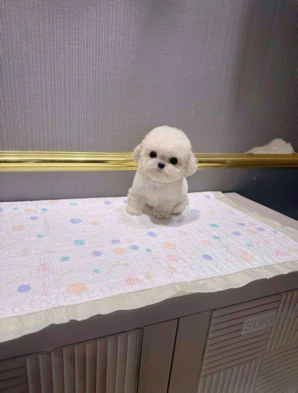 Chó Bichon Mini Cái Màu Trắng Siêu Yêu Mã BC236