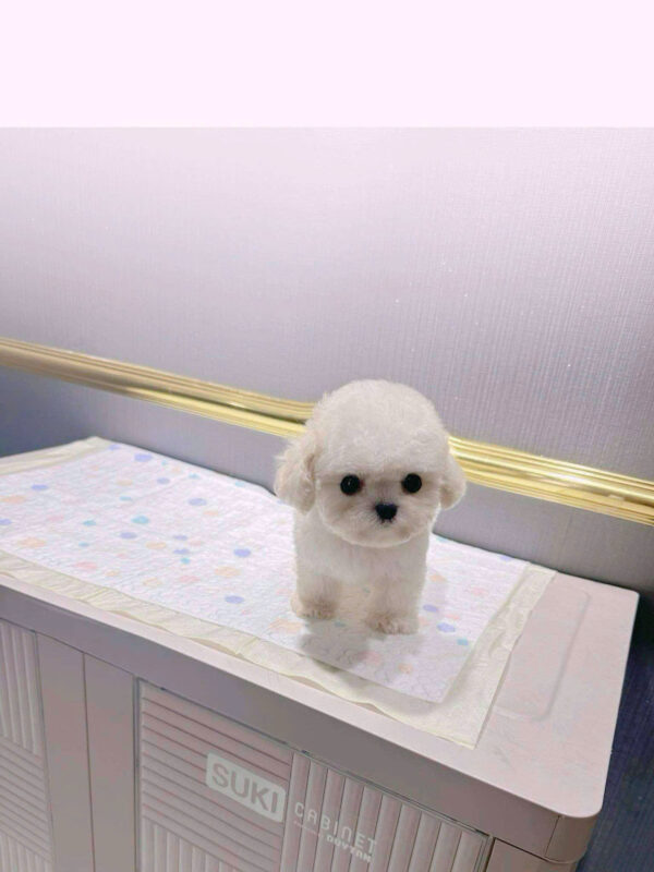 Chó Bichon Mini Cái Màu Trắng Siêu Yêu Mã BC236