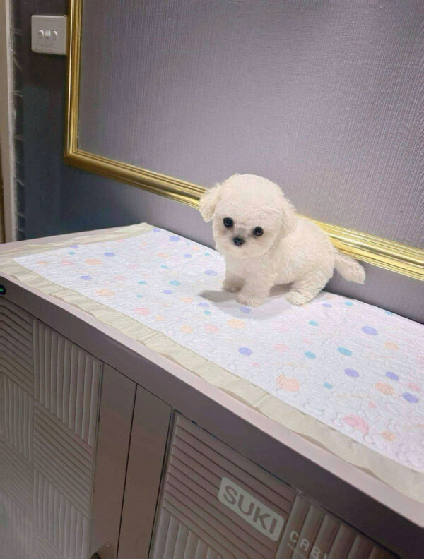 Chó Bichon Mini Cái Màu Trắng Siêu Yêu Mã BC236