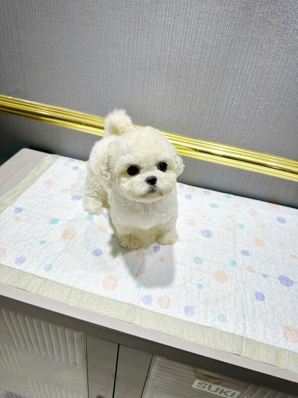 Chó Bichon Mini Size Teacup Màu Trắng Đực Mã BC237
