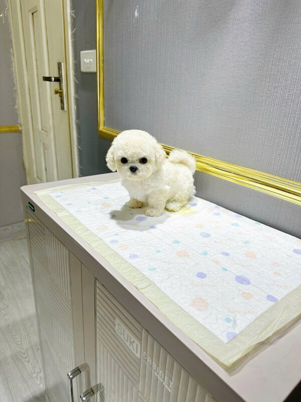 Chó Bichon Mini Size Teacup Màu Trắng Đực Mã BC237