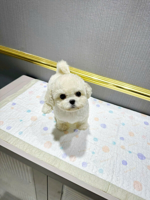 Chó Bichon Mini Size Teacup Màu Trắng Đực Mã BC237