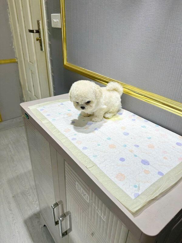 Chó Bichon Mini Size Teacup Màu Trắng Đực Mã BC237