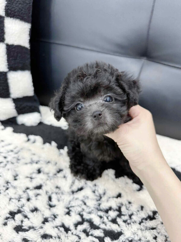 Chó Poodle Size Teacup Màu Xám Cái Mã PD238