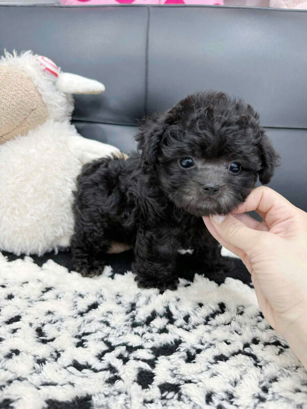 Chó Poodle Size Teacup Màu Xám Cái Mã PD238