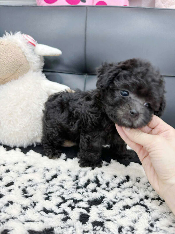 Chó Poodle Size Teacup Màu Xám Cái Mã PD238