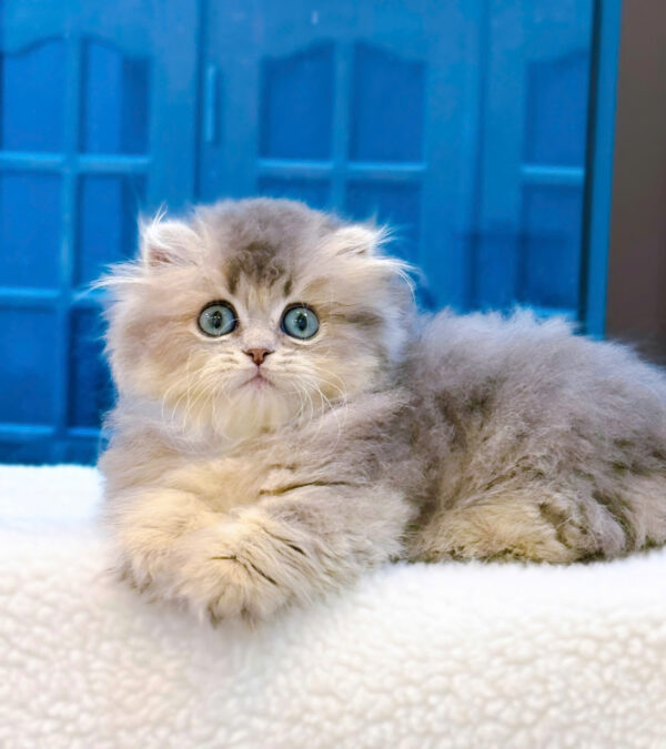 Mèo Anh Lông Dài Munchkin Lông Dài Màu Blue Đực Mã AD239