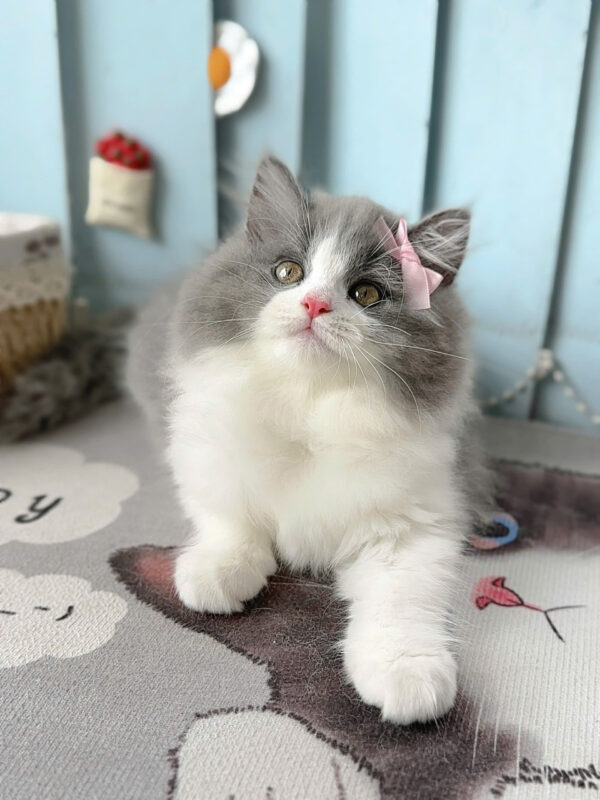 Mèo Anh Lông Dài Màu Bicolor Đực Mã AD244
