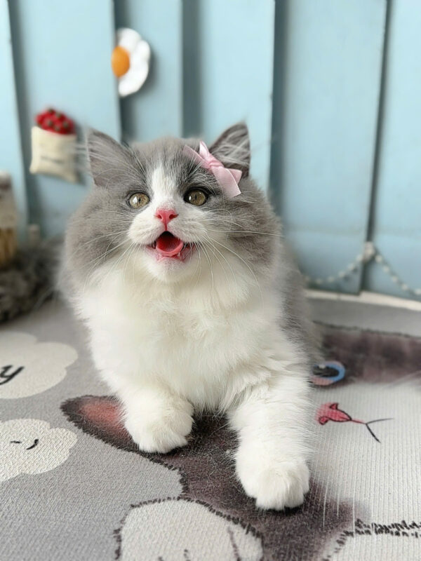 Mèo Anh Lông Dài Màu Bicolor Đực Mã AD244