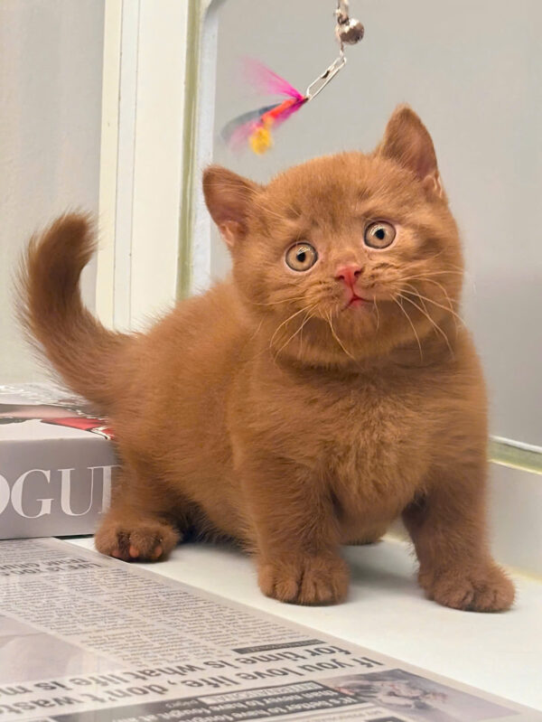 Mèo Anh Lông Ngắn Màu Chocolate Đực Mã AN245