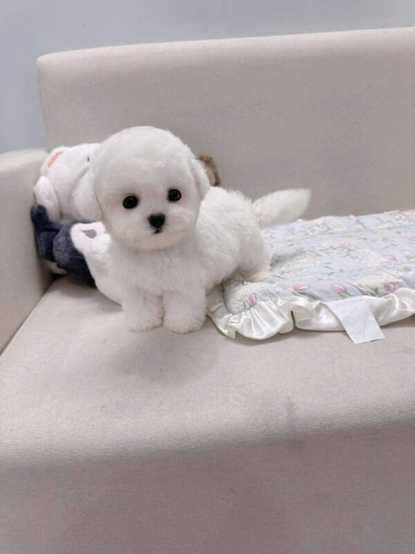 Chó Bichon Size Mini Màu Trắng Đực Mã BC246