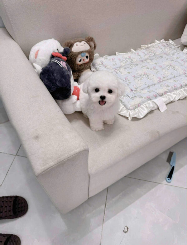 Chó Bichon Size Mini Màu Trắng Đực Mã BC246