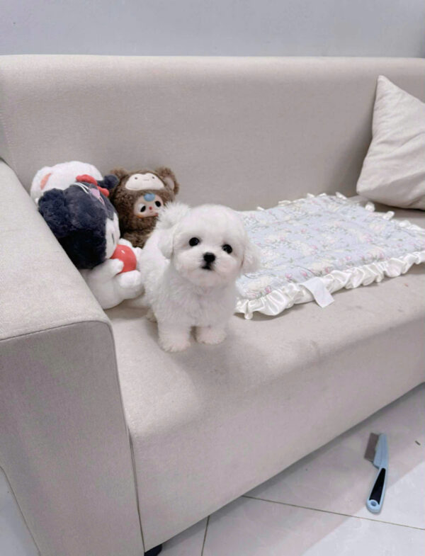 Chó Bichon Size Mini Màu Trắng Đực Mã BC246