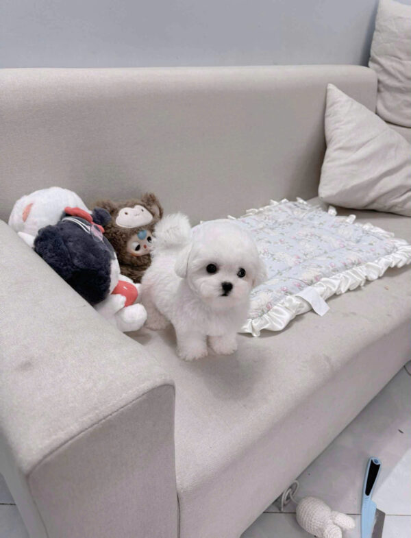 Chó Bichon Size Mini Màu Trắng Đực Mã BC246