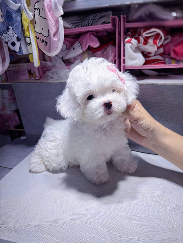 Chó Poodle Size Tiny Màu Trắng Cái Mã PD247