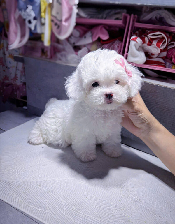 Chó Poodle Size Tiny Màu Trắng Cái Mã PD247